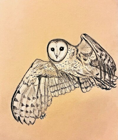 A sketch of an Eastern Barn Owl in flight. Art by Camellia Paul