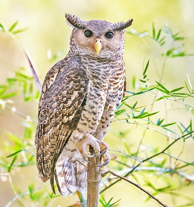 Forest Eagle-Owl. Source: Parthi Thirumurugan