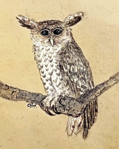 A sketch of a Forest Eagle-Owl. Art by Camellia Paul