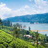 Tea Plantation in Sri Lanka